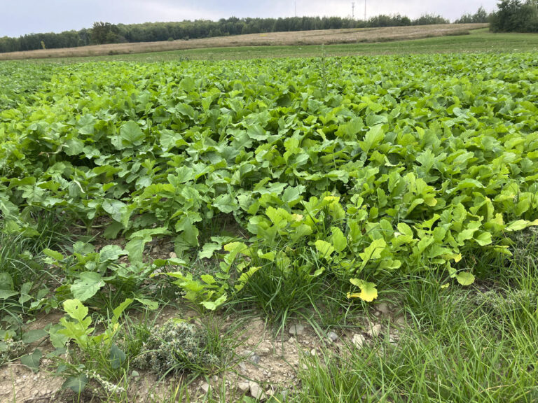 Healthy green crop