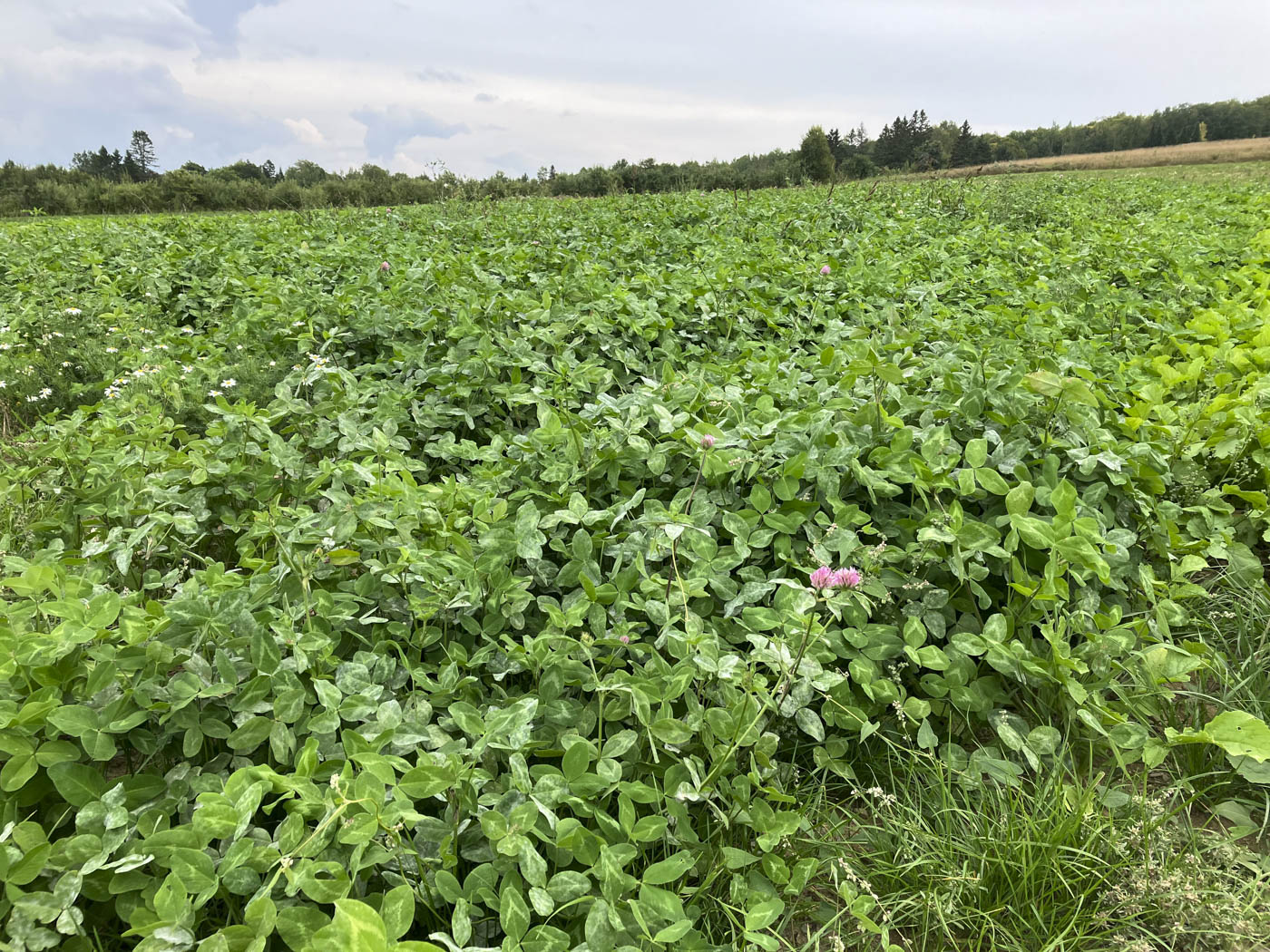 A healthy cover crop of clover