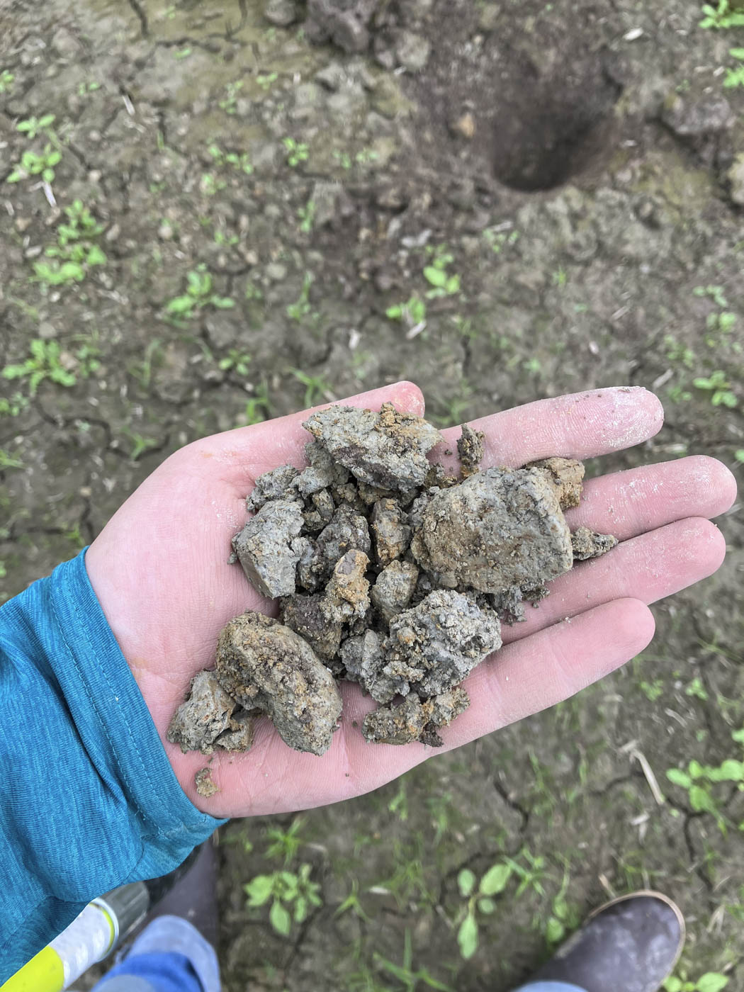 A hand holding a loose soil sample