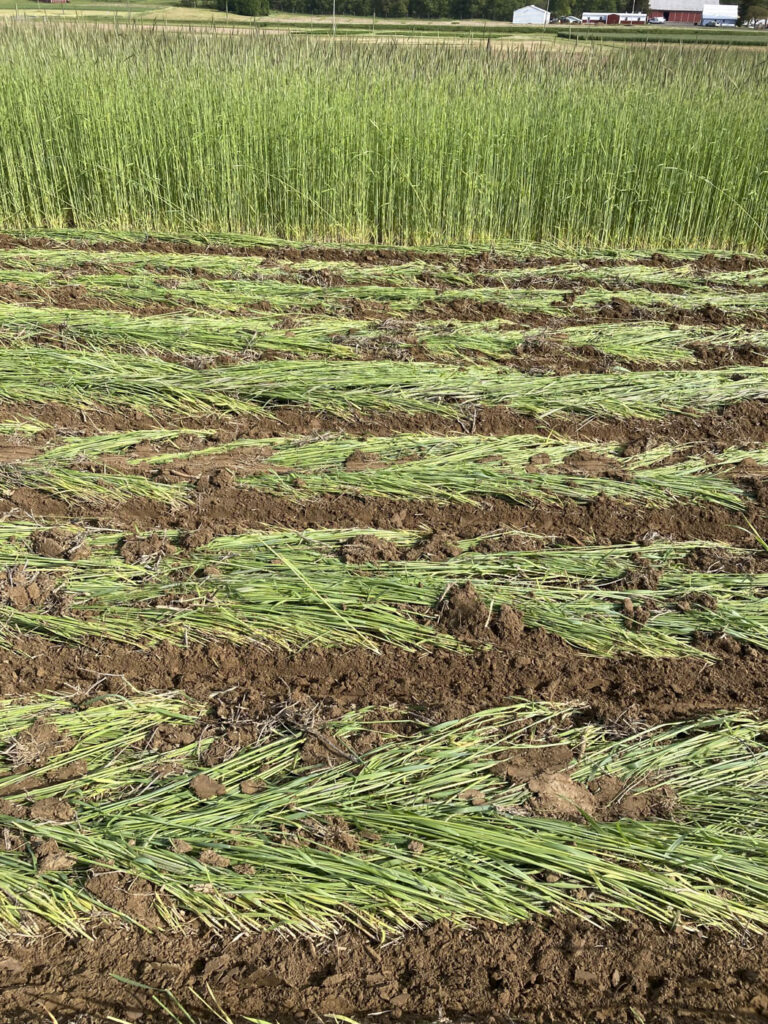 Flattened crop in rows