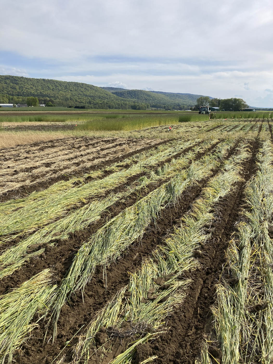 A field in Maine with neatly harvested rows