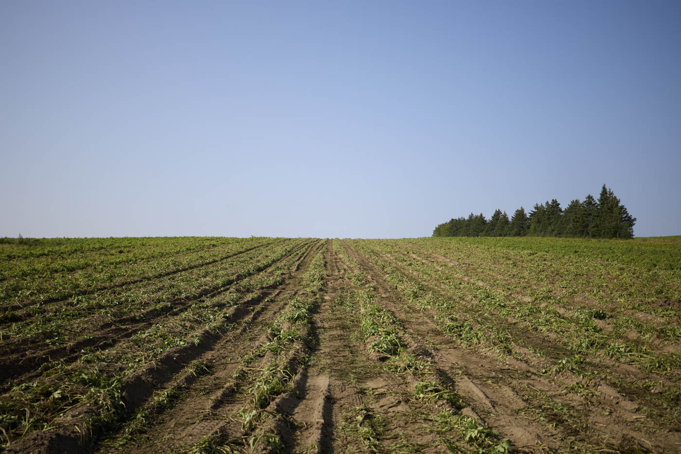 A medoa growers field expands to the horizon