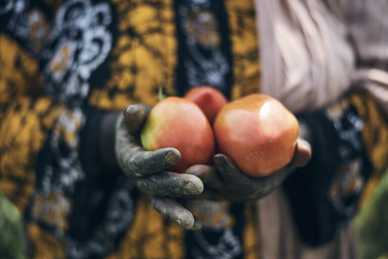 African woman's hands holding a vibrant bunch of tomatoes