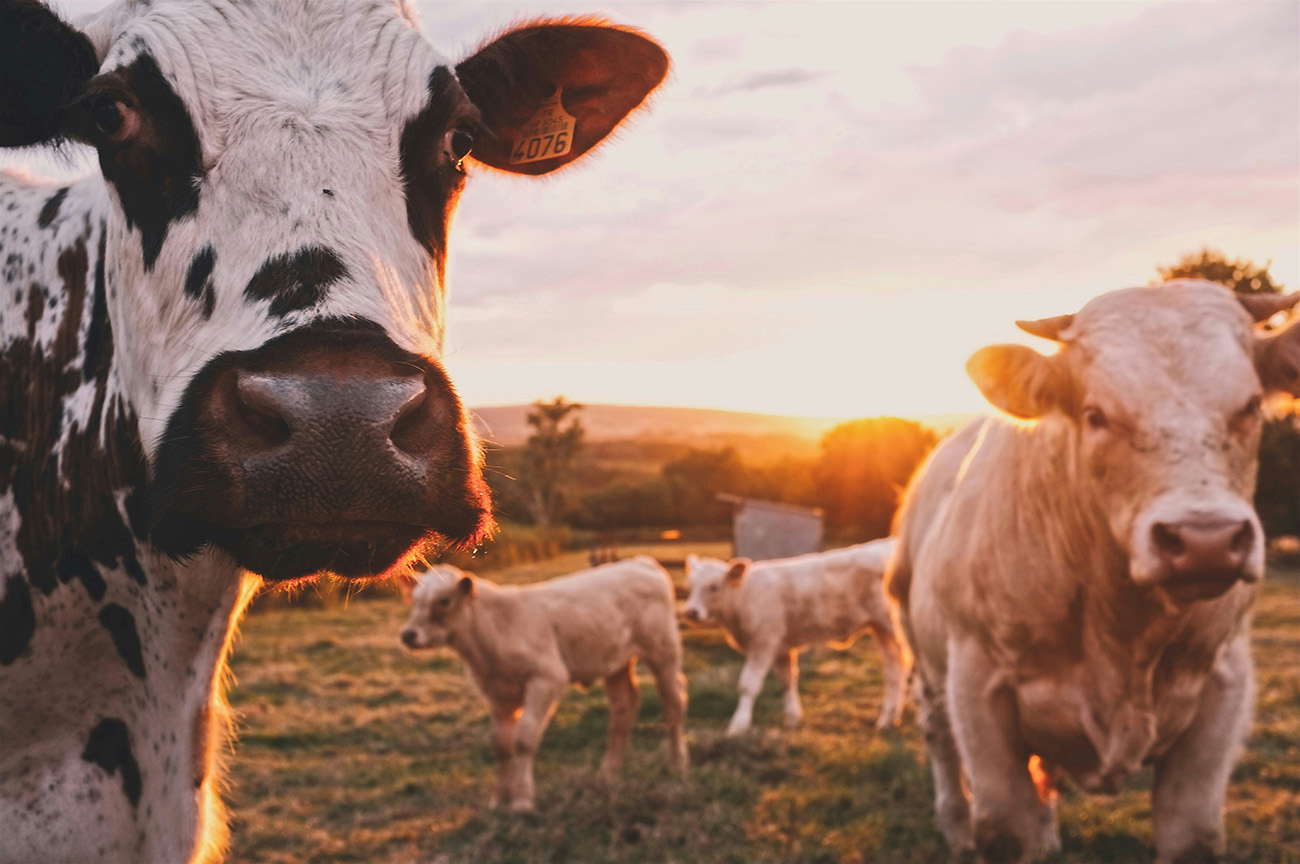 Cows investigating the camera at sunset